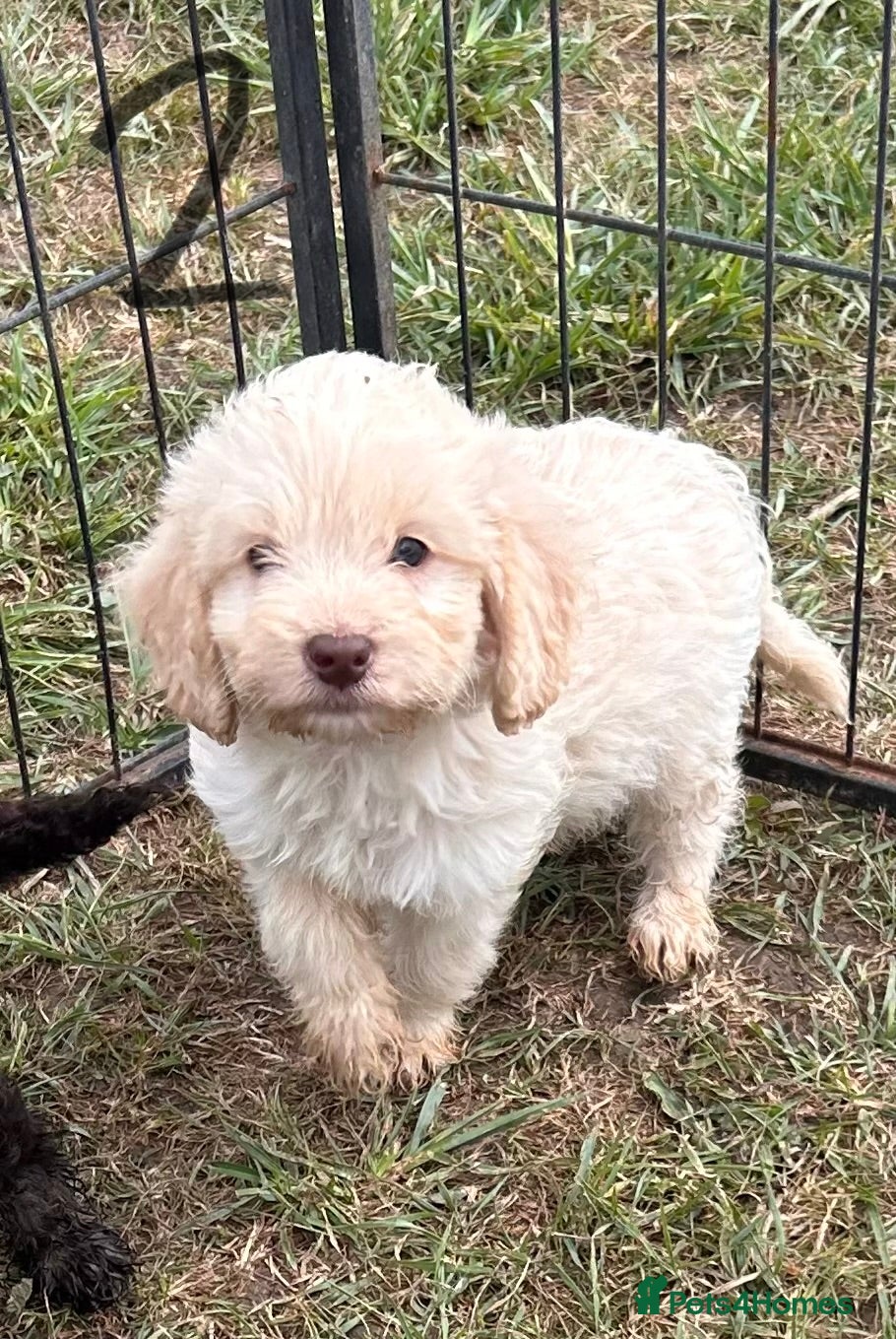 Cockapoo dogs F1 cockapoo 4 boys available  - Advert 2