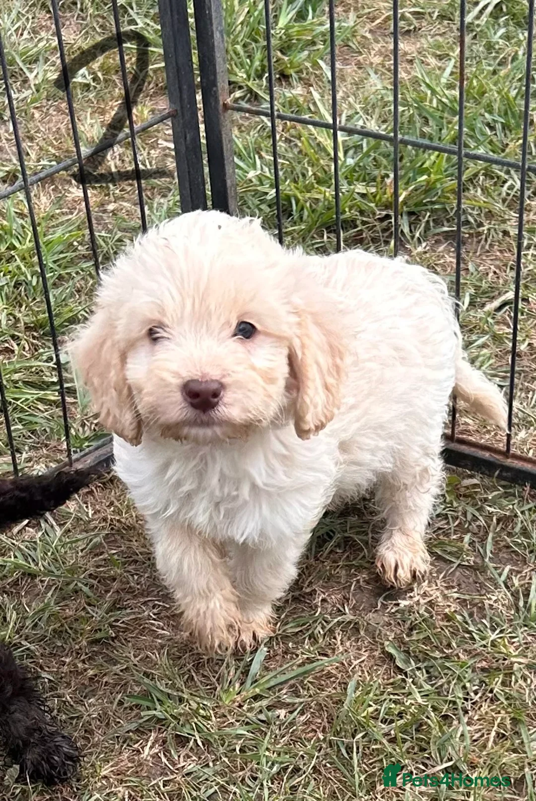 Cockapoo dogs for sale: F1 cockapoo 4 boys available  - Advert 2
