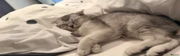 Scottish Fold cats for sale: Urgent rehoming for my Scottish kitten Luca♥️ - Advert 4