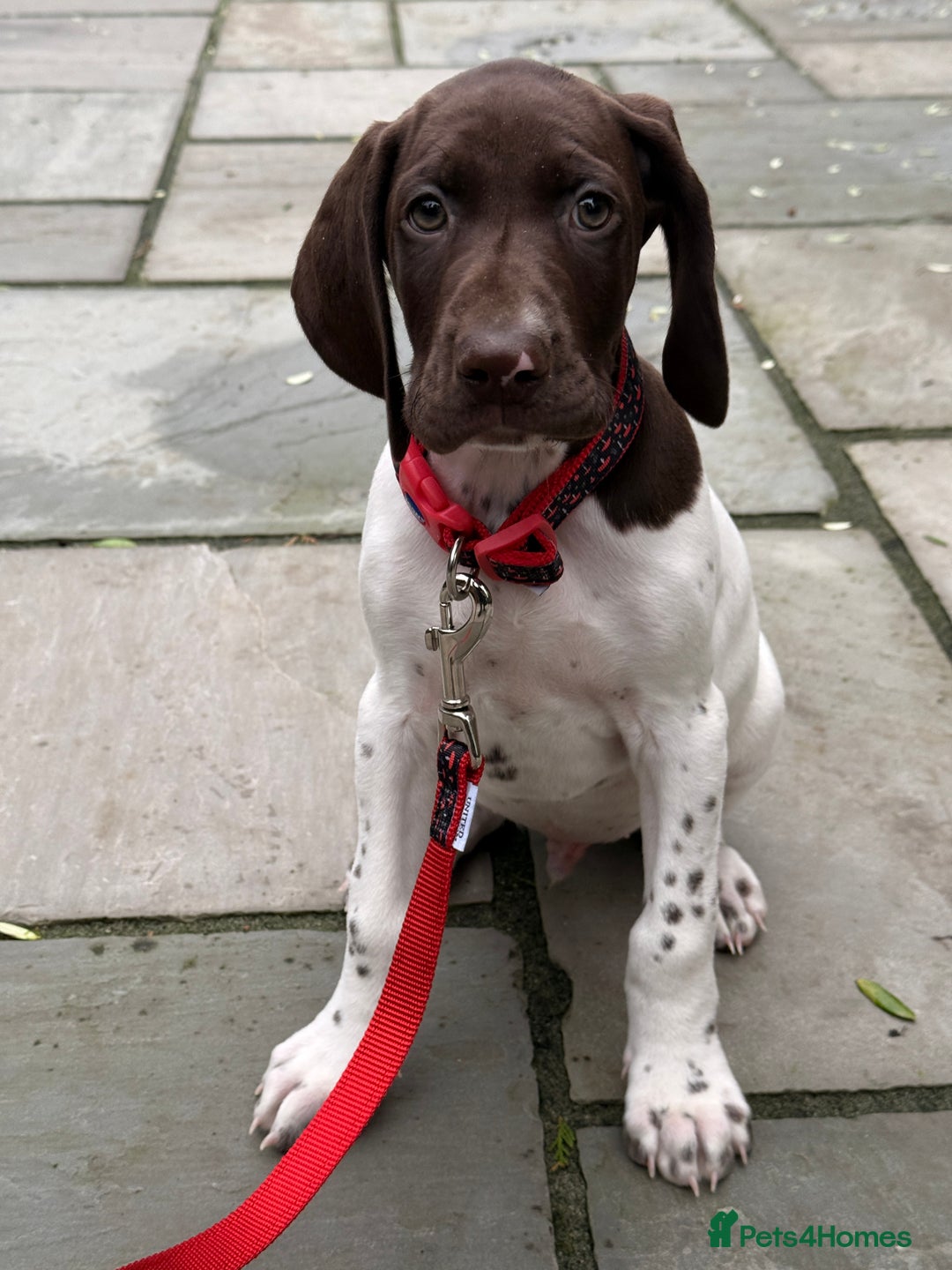 German Shorthaired Pointer dogs for sale: KC GSP Pups Health Tested Parents - Advert 3