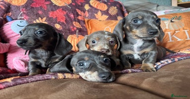 Miniature Dachshund dogs - Advert 6