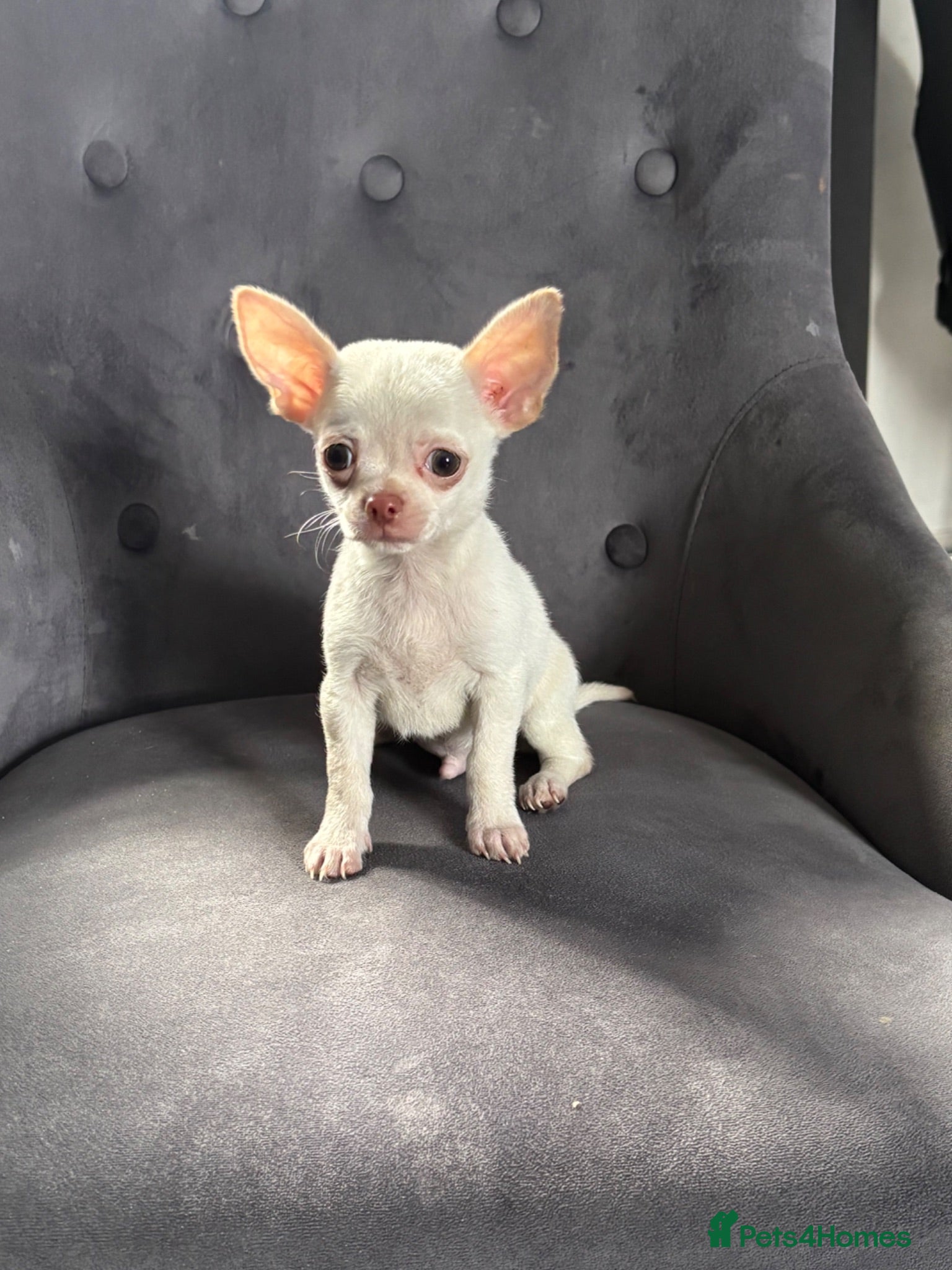 Chihuahua dogs Chihuahua puppy’s ( ready now) - Advert 12