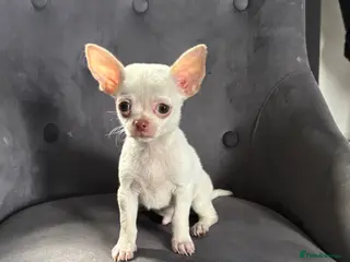 Chihuahua dogs Chihuahua puppy’s ( ready now) - Advert 12