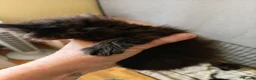 Mixed Breed cats for sale: Kay mcdonald - Advert 14