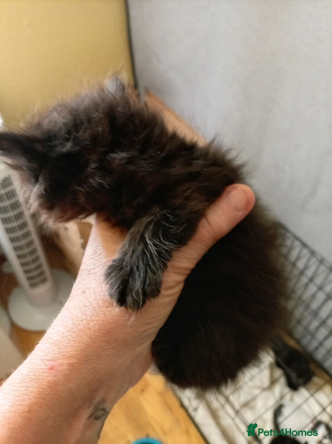 Mixed Breed cats for sale: Kay mcdonald - Advert 14