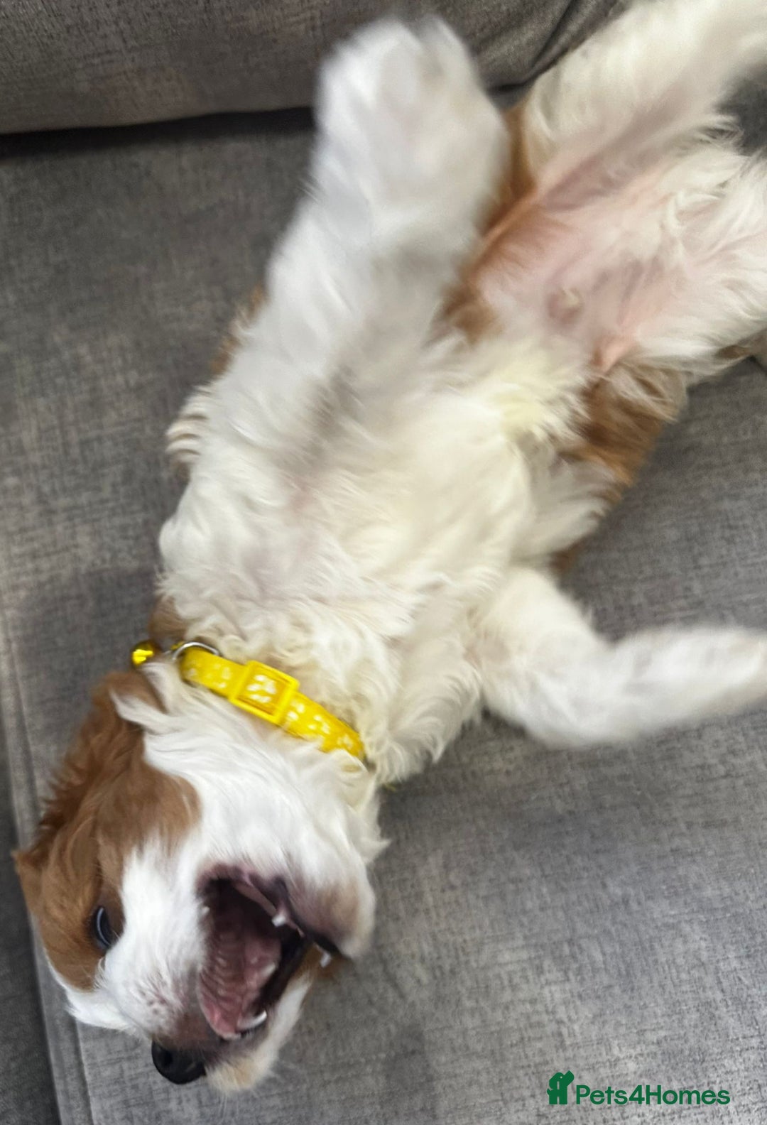 Cavapoo dogs for sale: Beautiful Cavapoo F2 puppies  for sale - Image 14