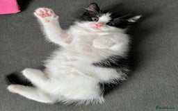British Shorthair cats for sale: Male,Female  - Image 6