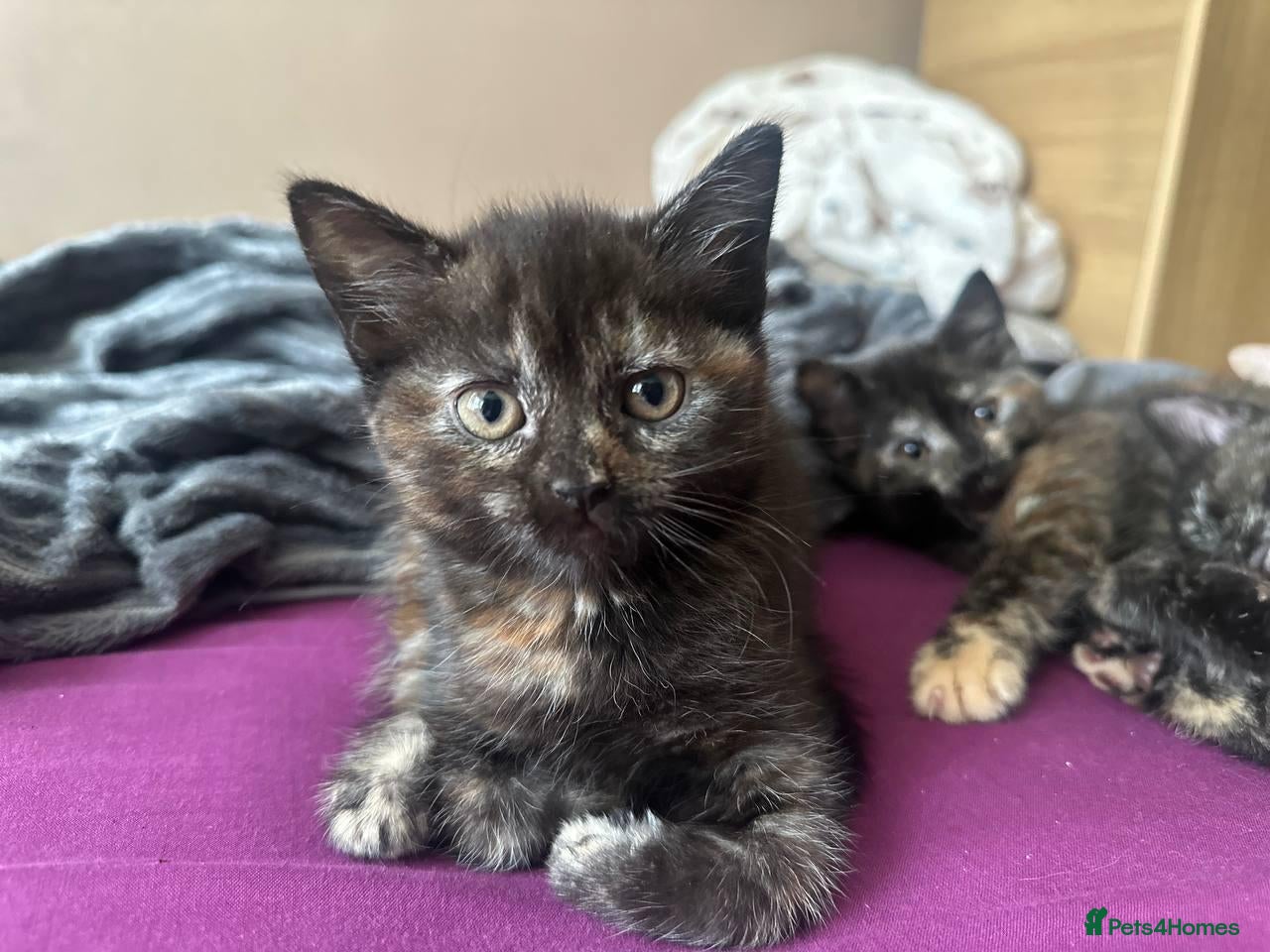 Domestic Shorthair cats Ginger boy & tortie girls waiting for new families - Advert 1