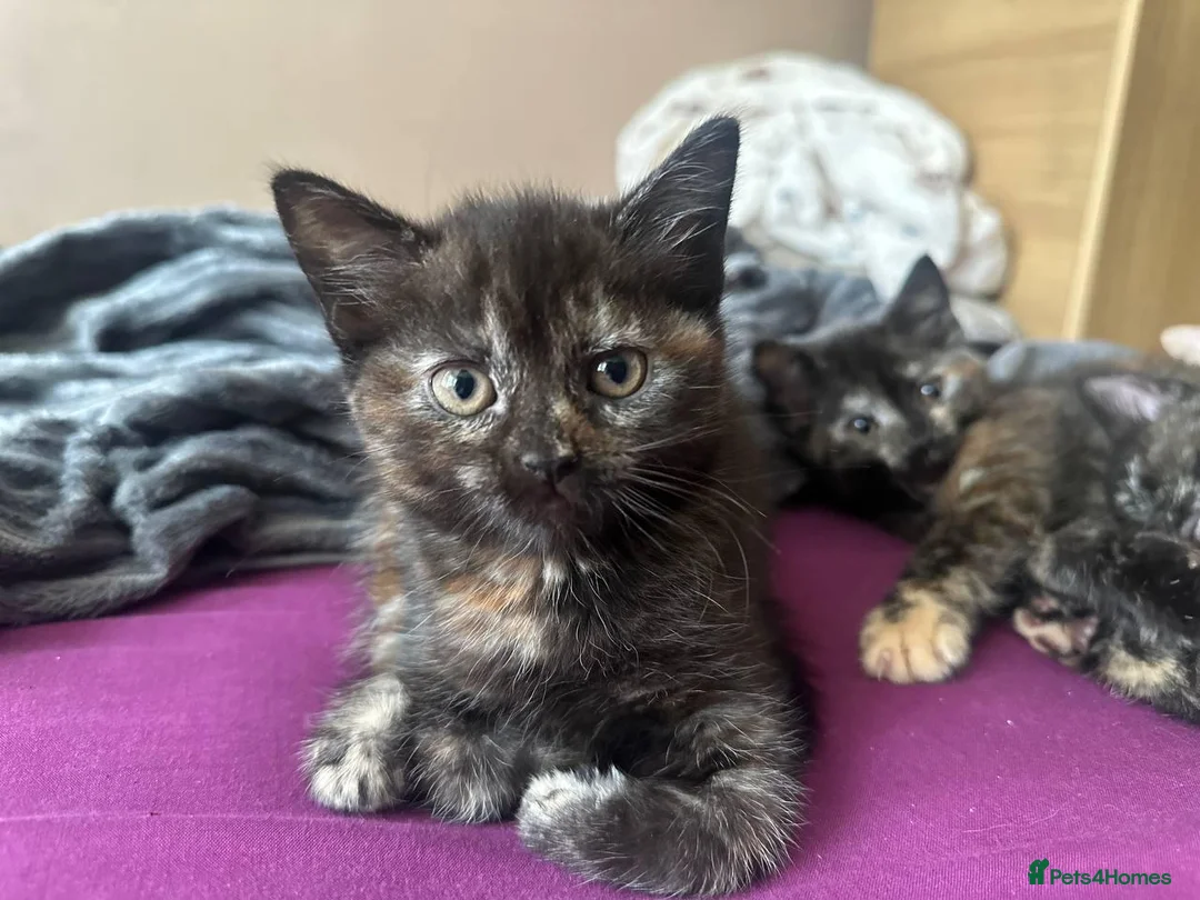 Domestic Shorthair cats for sale: Ginger boy & tortie girls waiting for new families - Advert 1