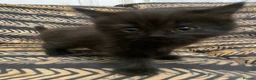 Mixed Breed cats for sale: Half Persian kittens for sale  - Advert 5
