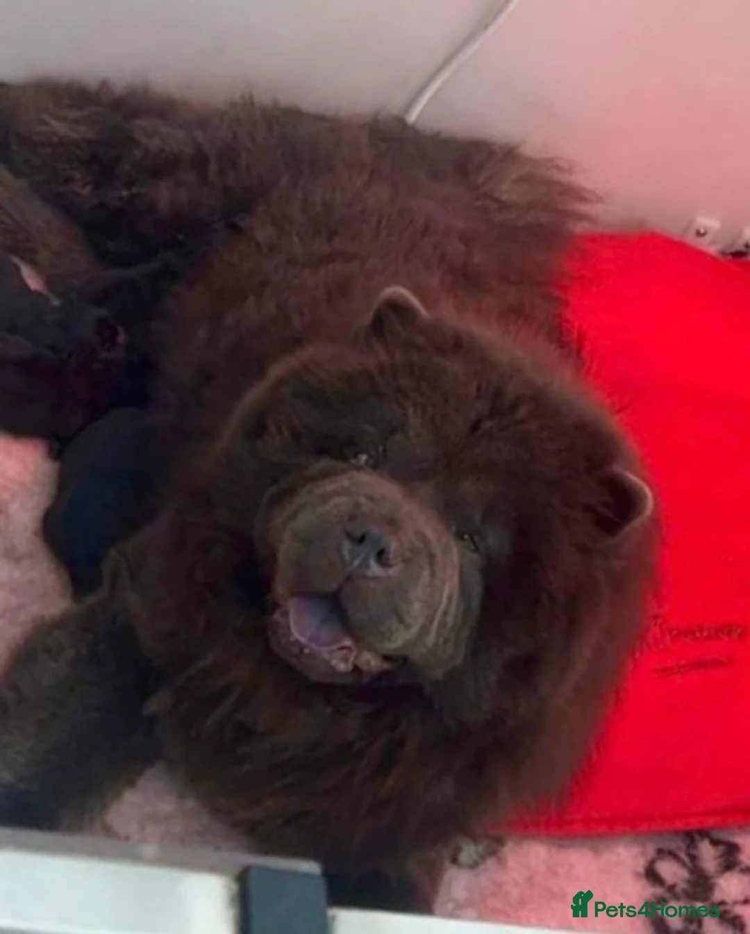 Chow Chow dogs for sale: Kc Registered chowchow pups ready now  - Advert 8