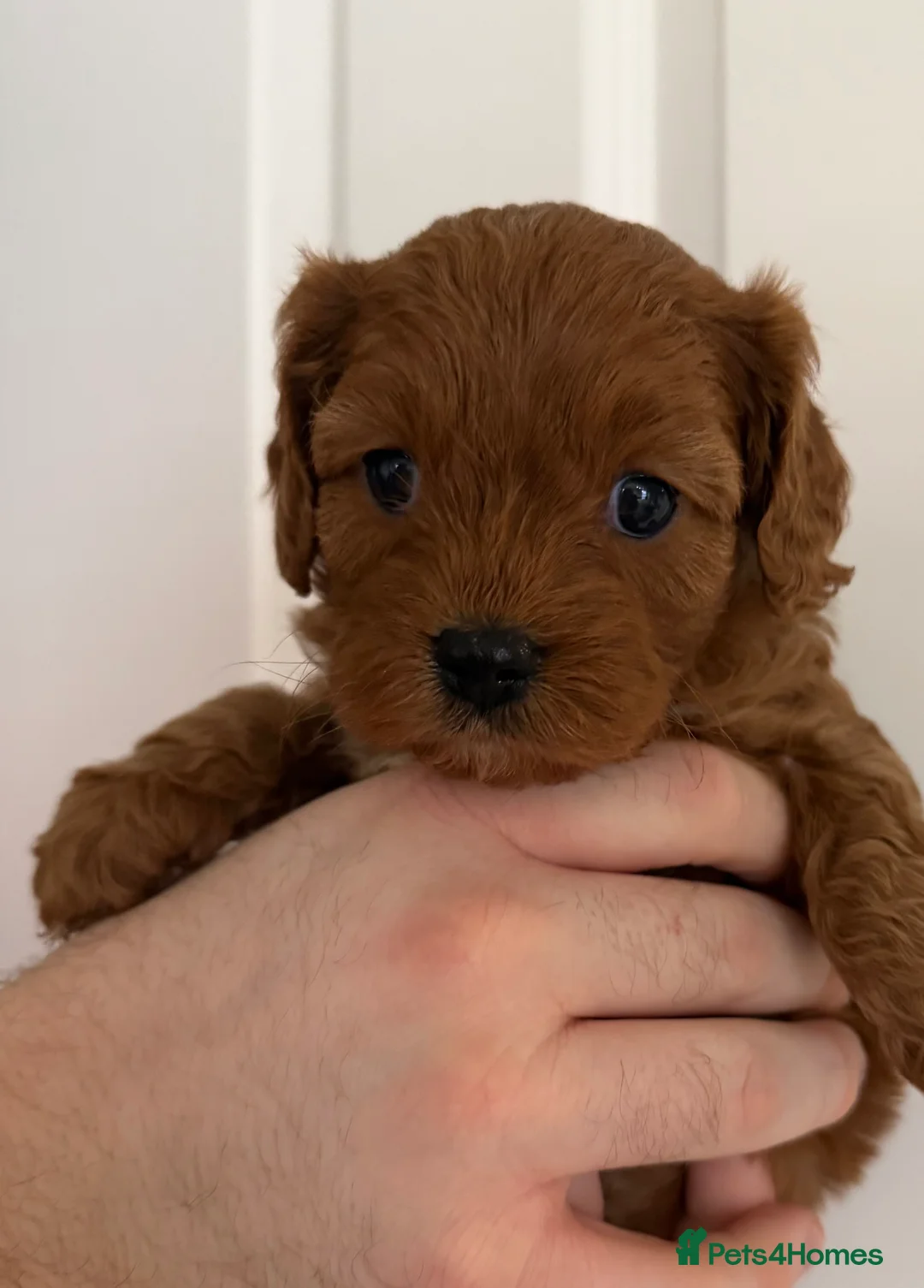 Cavapoo dogs for sale: Beautiful f1 cavapoo puppies  - Advert 7