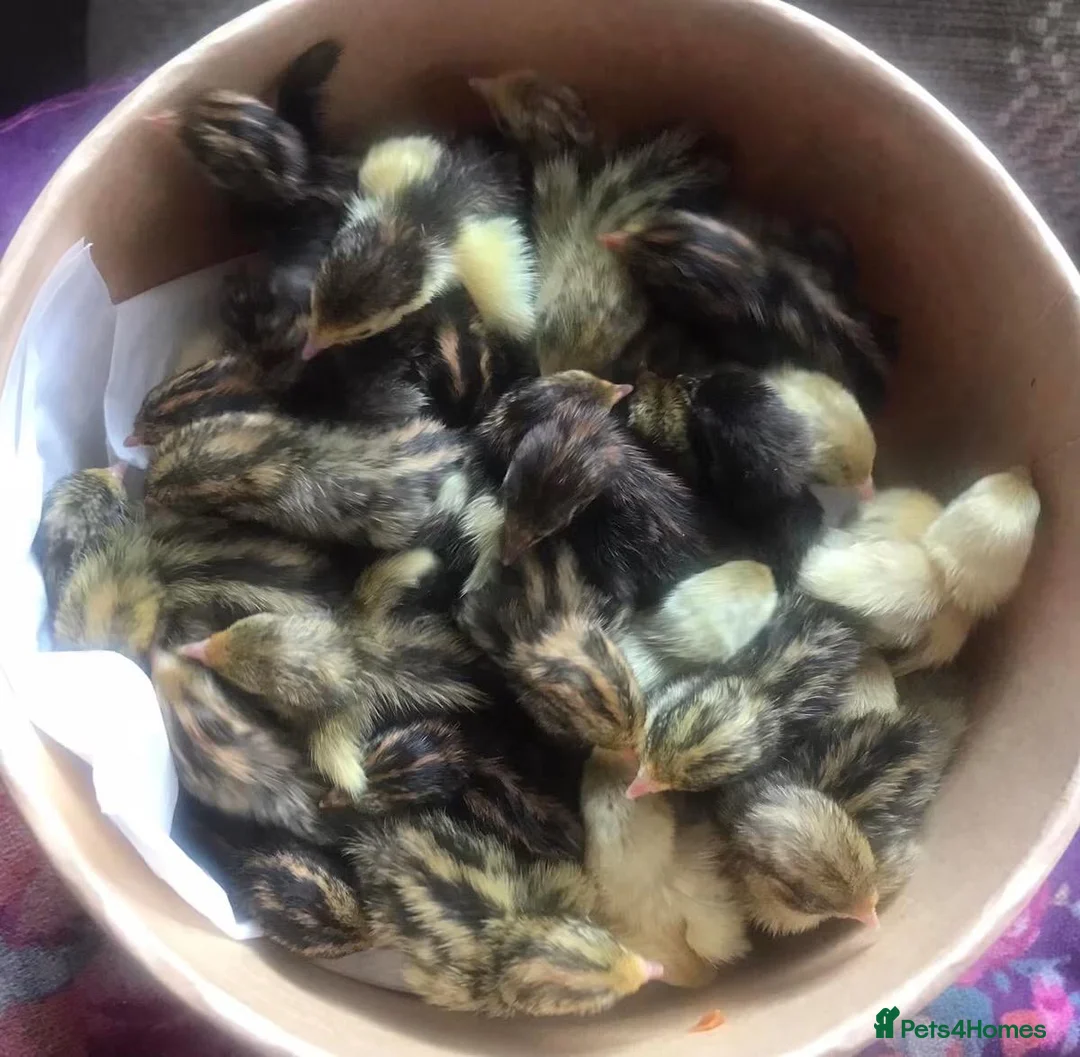 Quail poultry for sale: QUAILS/CHINESE PAINTED BUTTONS ! - Advert 1
