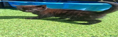 Mixed Breed Kitten 2