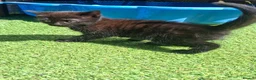 Mixed Breed cats for sale: Beautiful kittens in Norwich - Advert 5