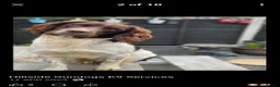 English Springer Spaniel dogs for sale: English Springer Spaniel Puppies in Nottingham - Advert 3