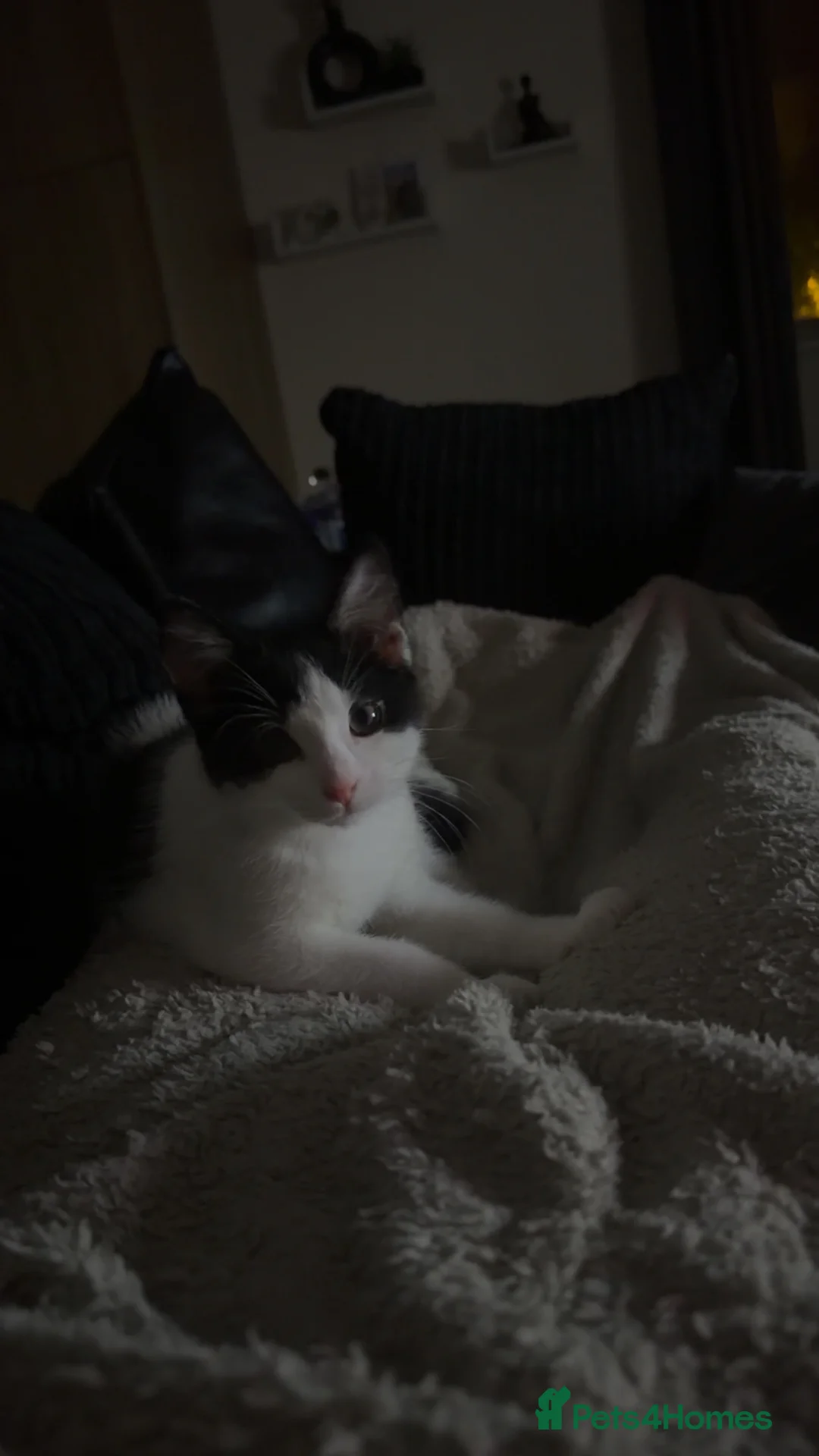 Mixed Breed cats for sale: two cats for sale  in Bury Saint Edmunds - Advert 2