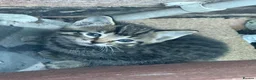 Domestic Shorthair cats for sale: Kittens available xx - Advert 11
