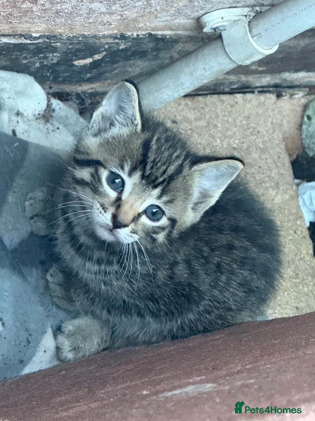 Domestic Shorthair cats for sale: Kittens available xx - Advert 11