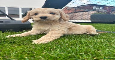 Cockapoo dogs - Advert 7