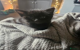 Domestic Shorthair cats for sale: Kittens for sale - Image 2