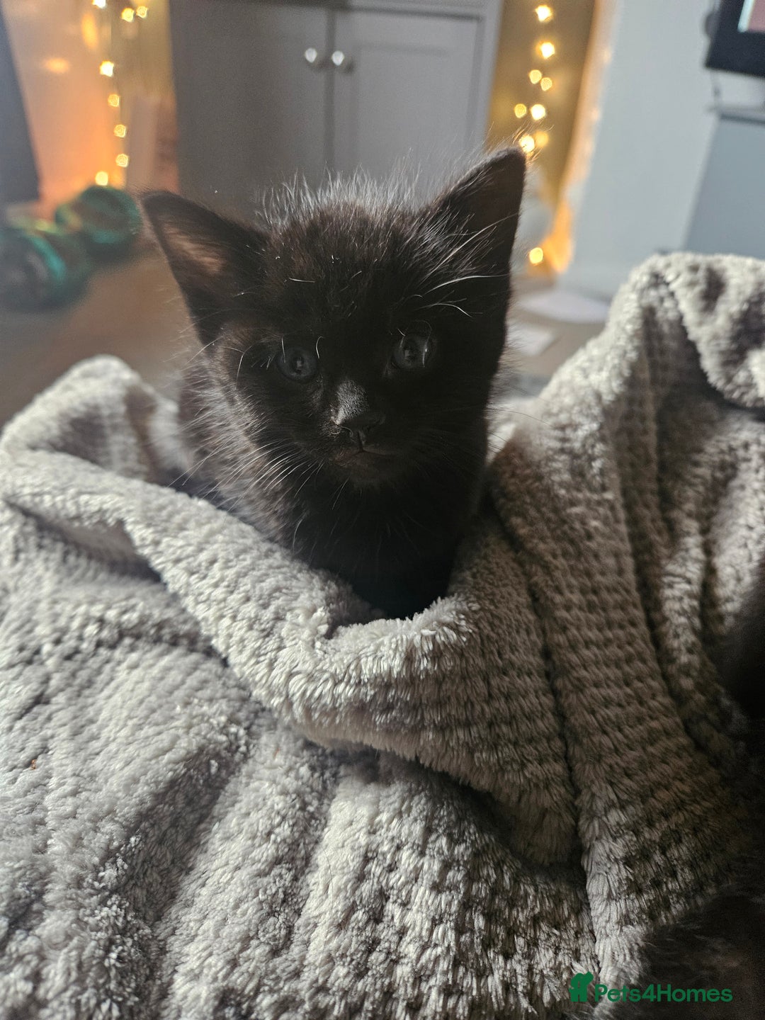 Domestic Shorthair cats for sale: Kittens for sale - Image 2