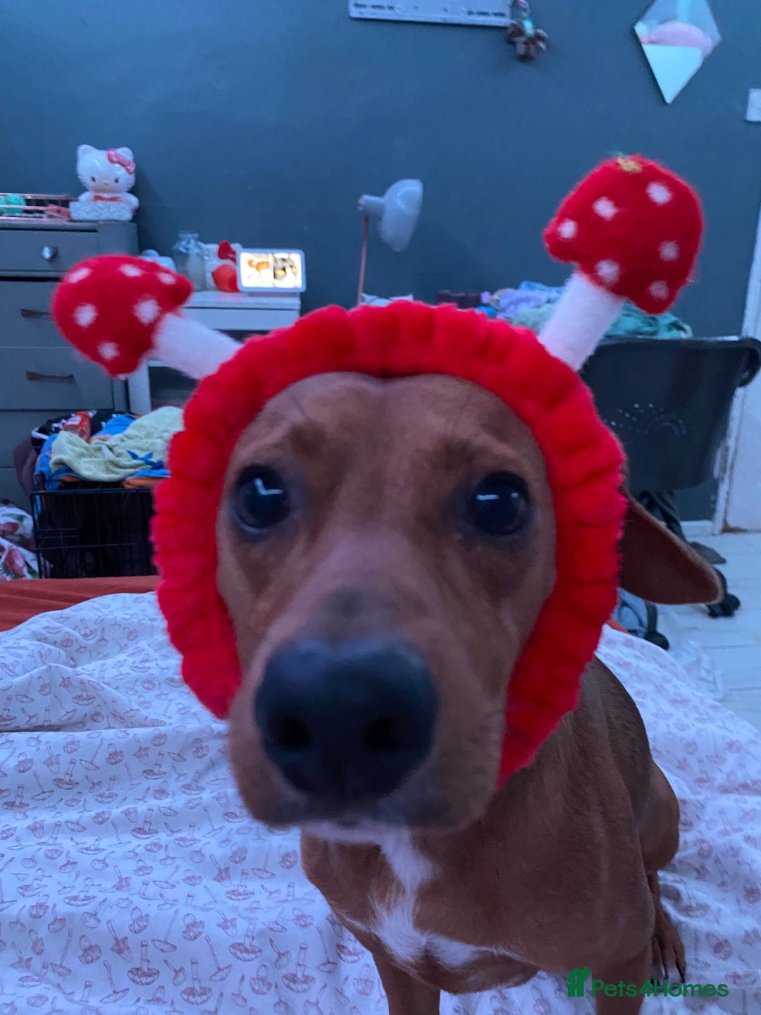 Mixed Breed dogs for sale: meet Phil  - Advert 5