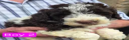 Shihpoo dogs for sale: Gorgeous Rare colours Shihpoo puppies in Bacup - Advert 15