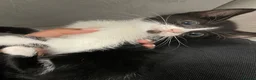 Mixed Breed cats for sale: Beautiful Kittens  - Advert 11