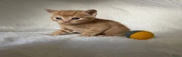 Mixed Breed cats for sale: The Little Pumpkin Patch Litter - 1 girl & 5 boys - Advert 7