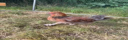 Chickens poultry for sale: Easter egger chickens in Kelso - Advert 5