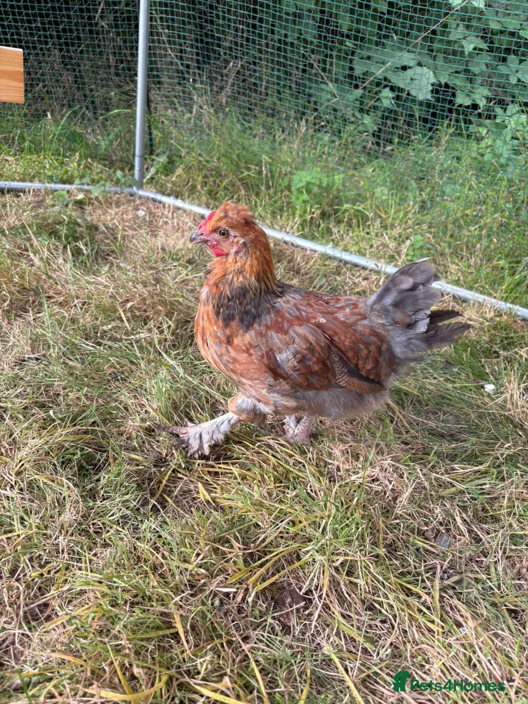 Chickens poultry for sale: Easter egger chickens in Kelso - Advert 5