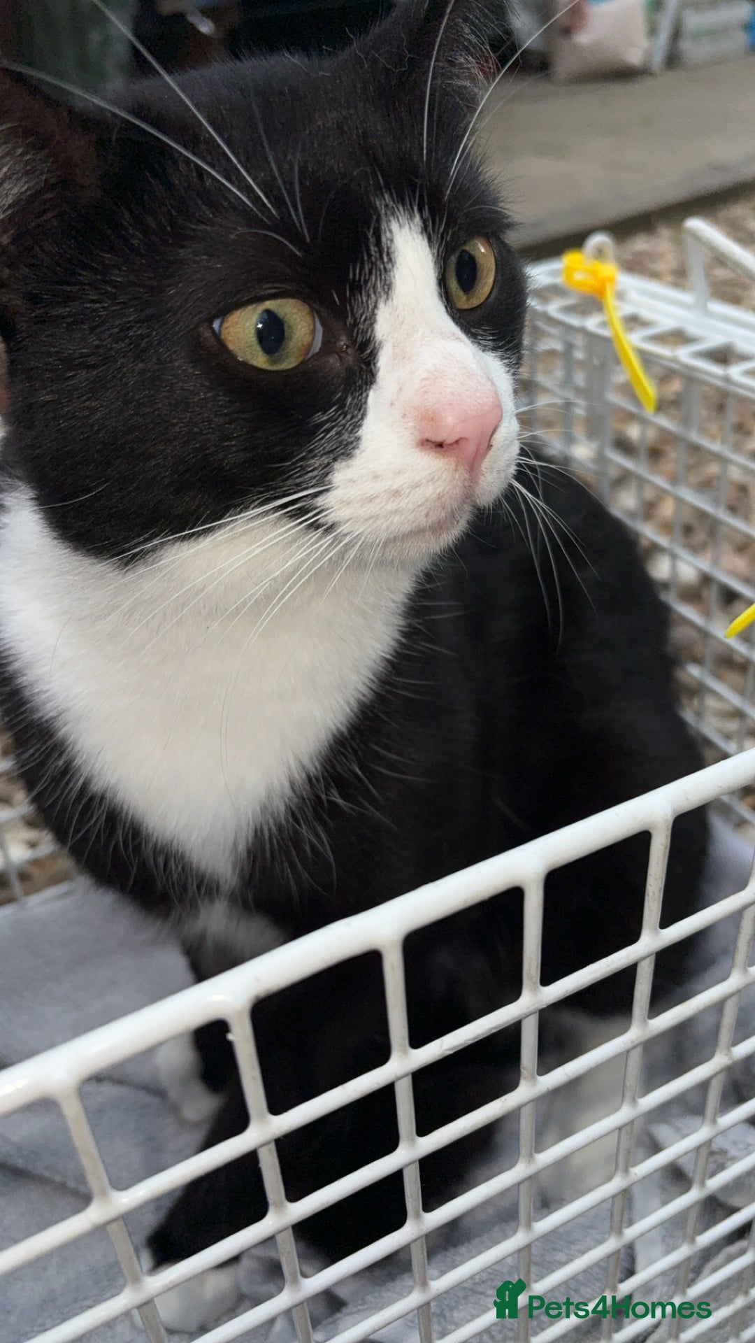 Mixed Breed cats for sale: Rescue cats- adults 🧡 - Advert 16