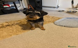 Mixed Breed dogs for sale: Schnoodle - Image 4