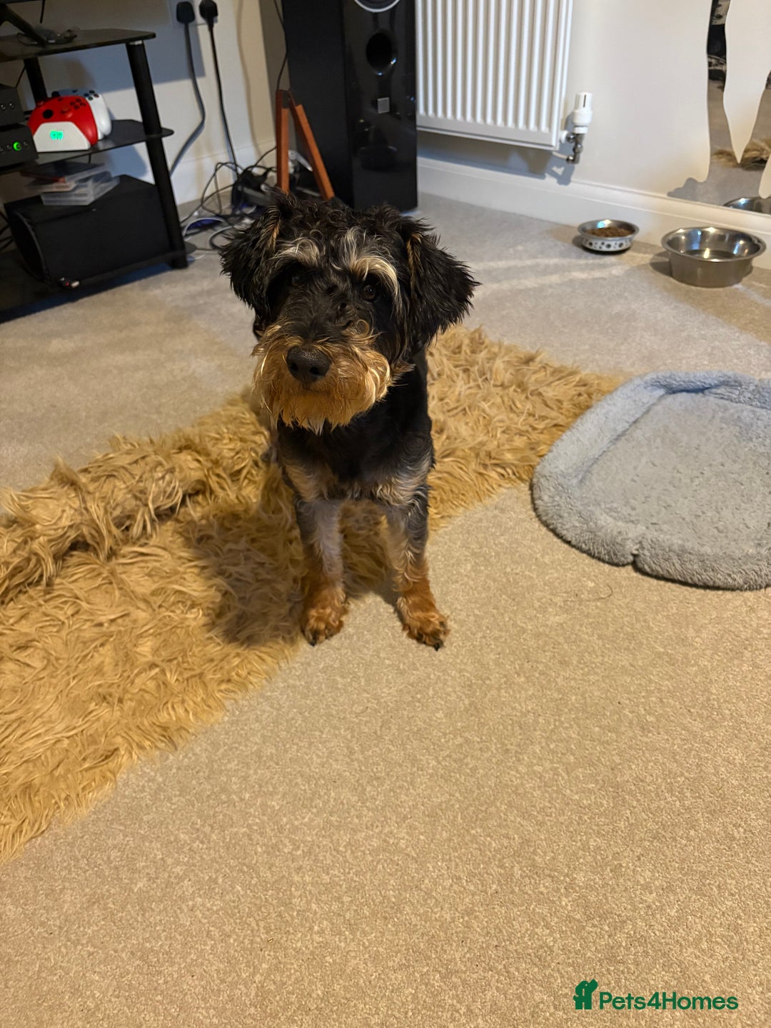 Mixed Breed dogs for sale: Schnoodle - Image 4