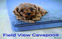Cavapoo dogs for sale: F1 Extensively Health Tested Cavapoos  - Image 1