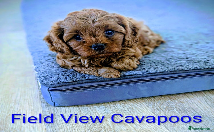 Cavapoo dogs - Advert 1