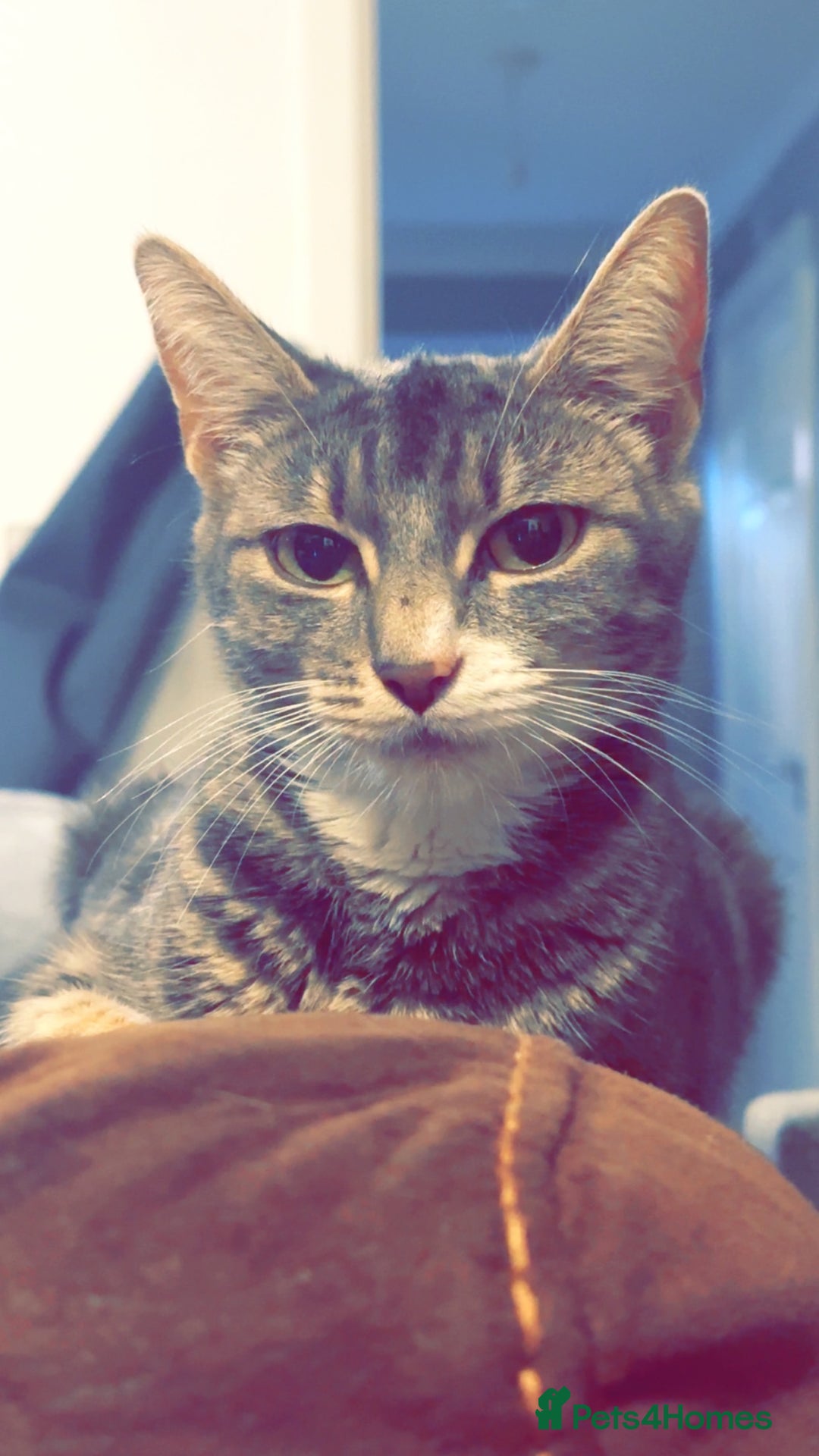 Bengal cats for sale: 6 beautiful bengal cross babies needing homes  - Advert 3