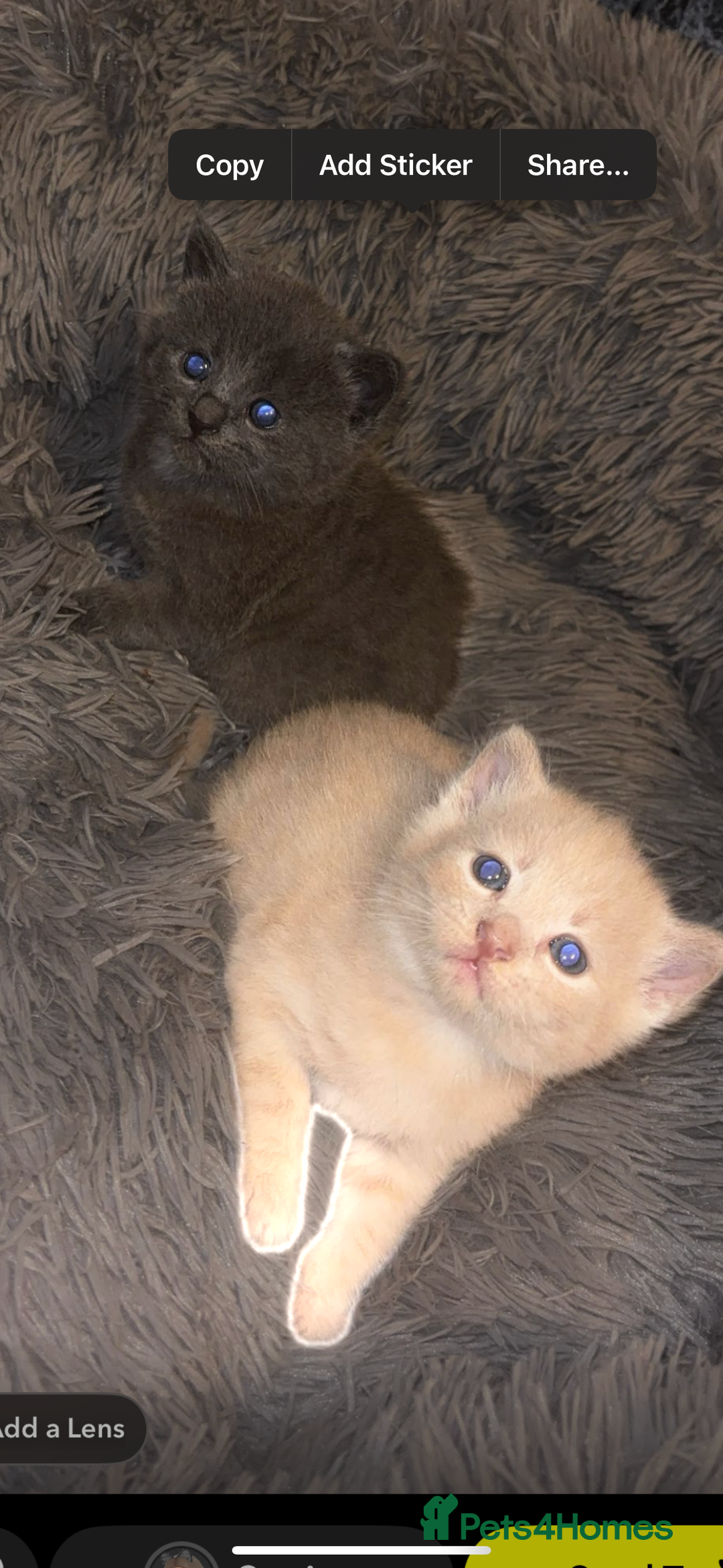 British Shorthair cats for sale: Cross British shorthair MALE ONLY ready!!!❌❌❌❌ - Image 7