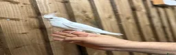 Mixed Breed birds for sale: Baby cocktails  - Advert 6
