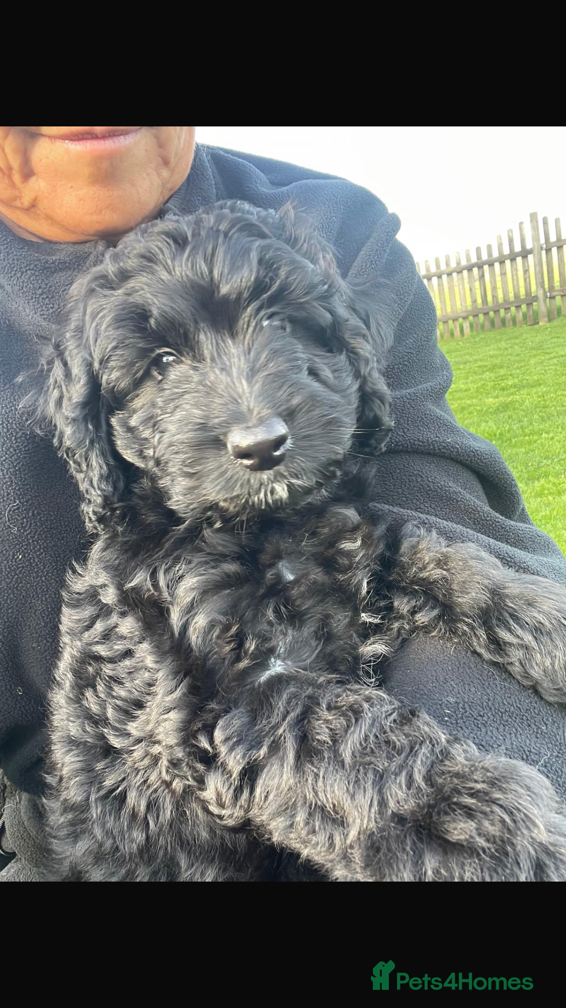 Cockapoo dogs F1 Cockapoo’s - Advert 17