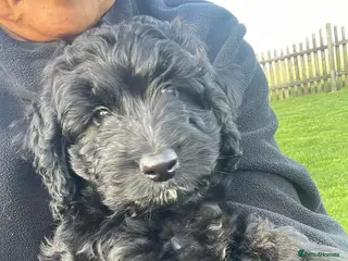 Cockapoo dogs F1 Cockapoo’s - Advert 17