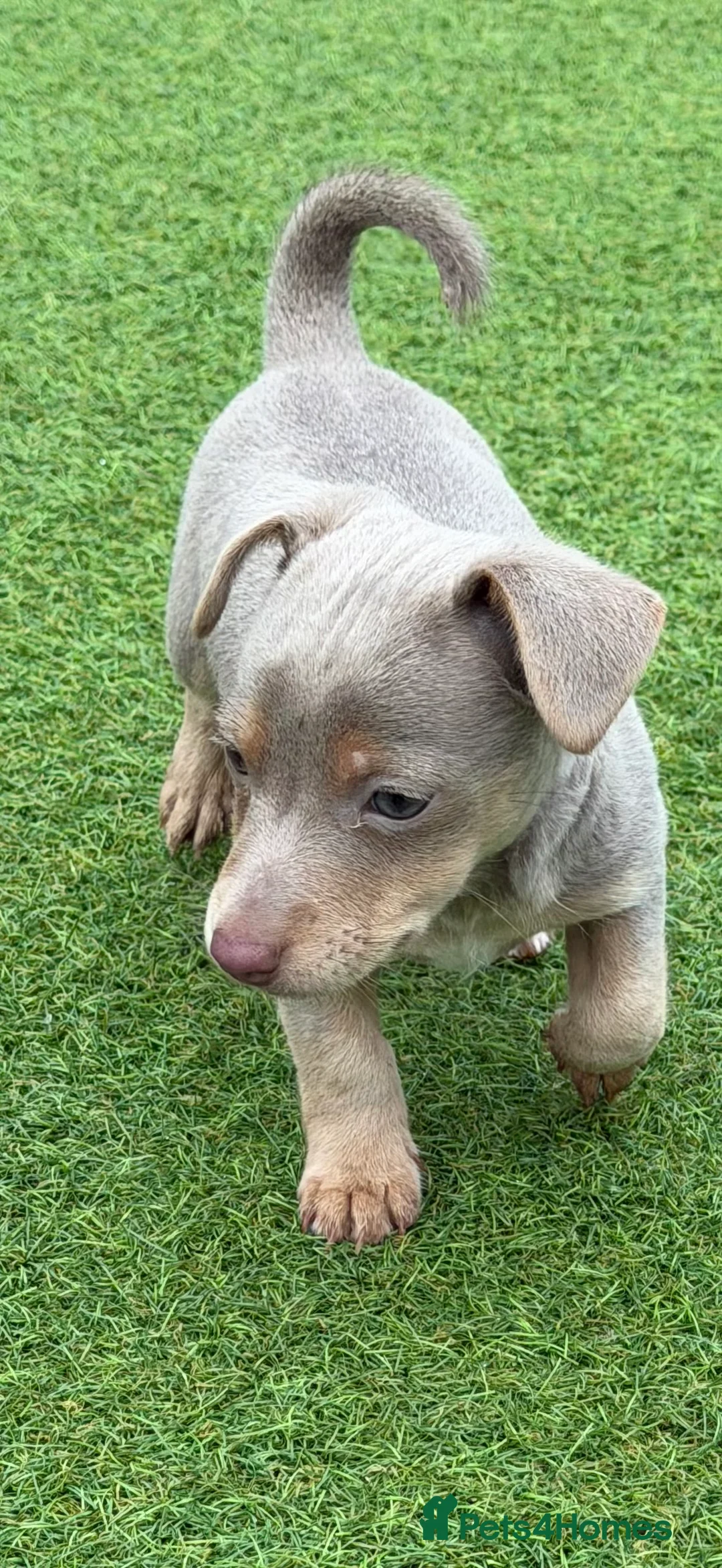 Jack Russell dogs for stud: DONJACKS RANGER - imported lilac & tan stud dog in Doncaster - Advert 30