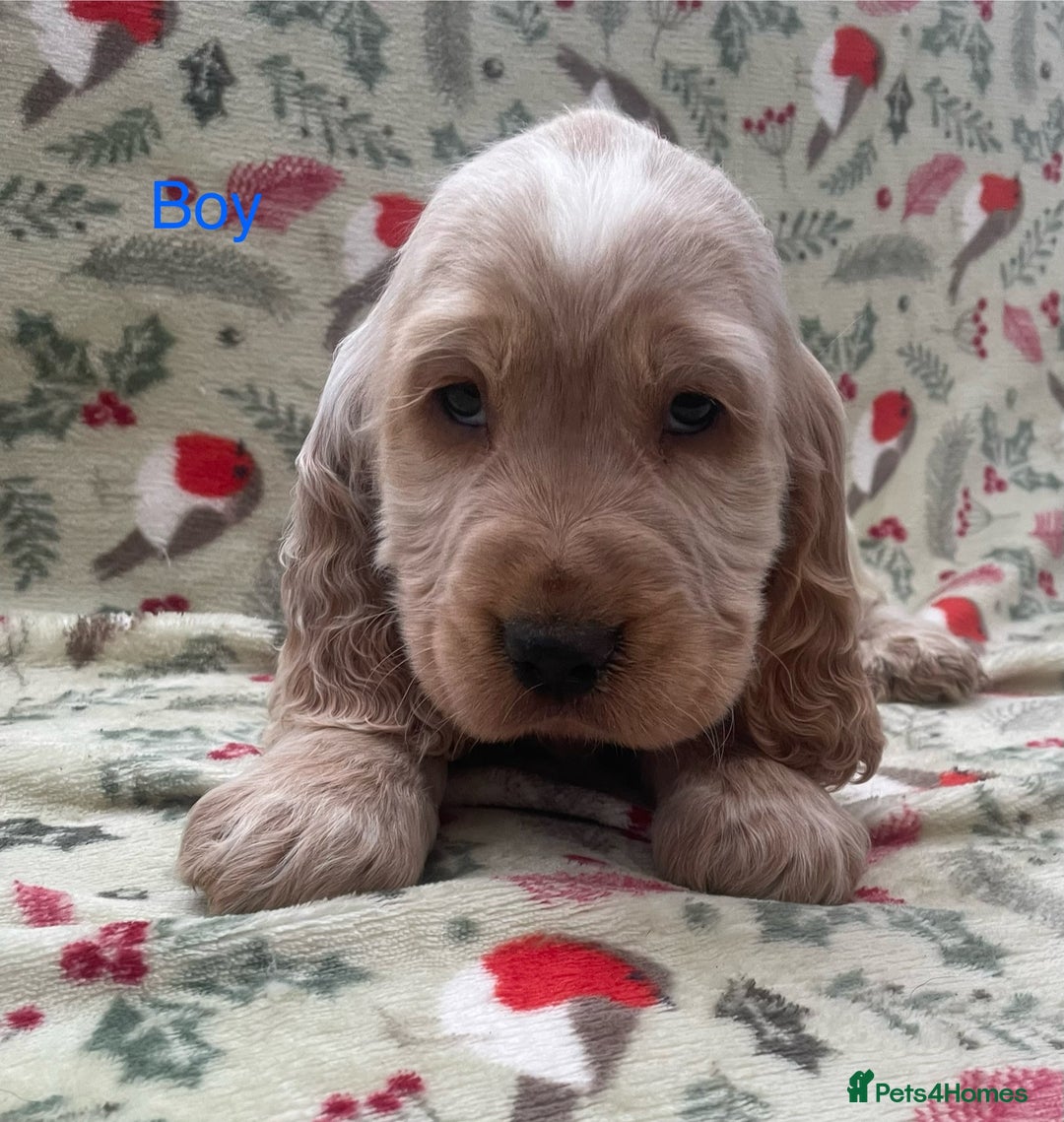 Cocker Spaniel dogs for sale: Show cocker spaniels  - Advert 3