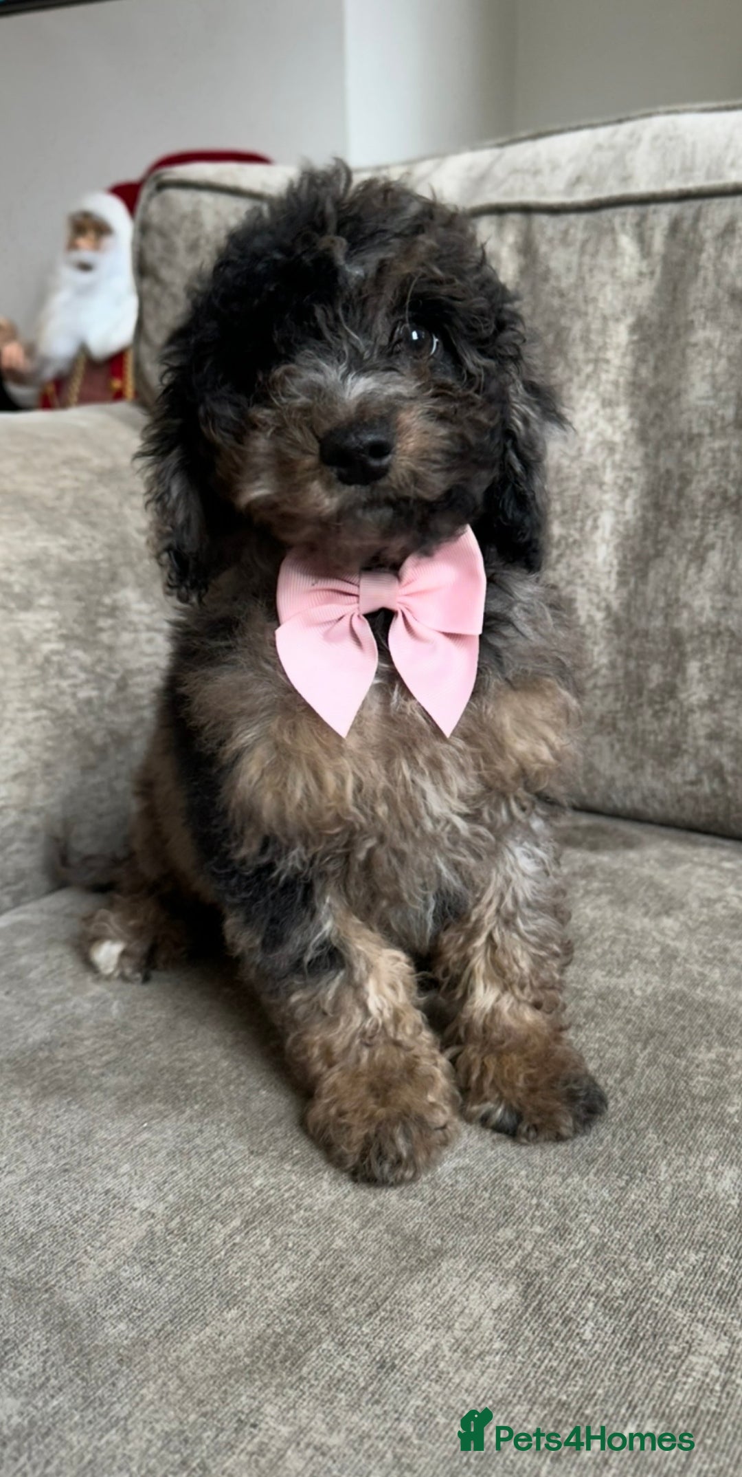 Cockapoo dogs for sale: Outstanding Cockapoos’s  - Advert 18