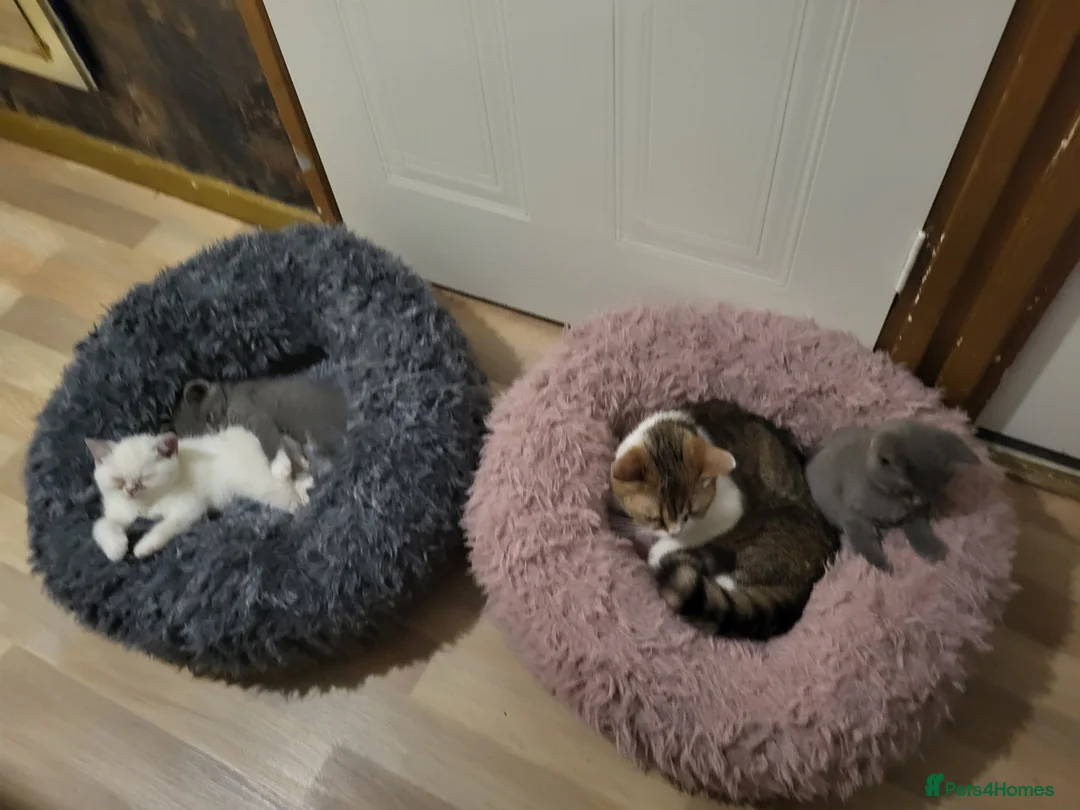Mixed Breed cats for sale: one white female and 2 male blue british shorthair - Advert 2
