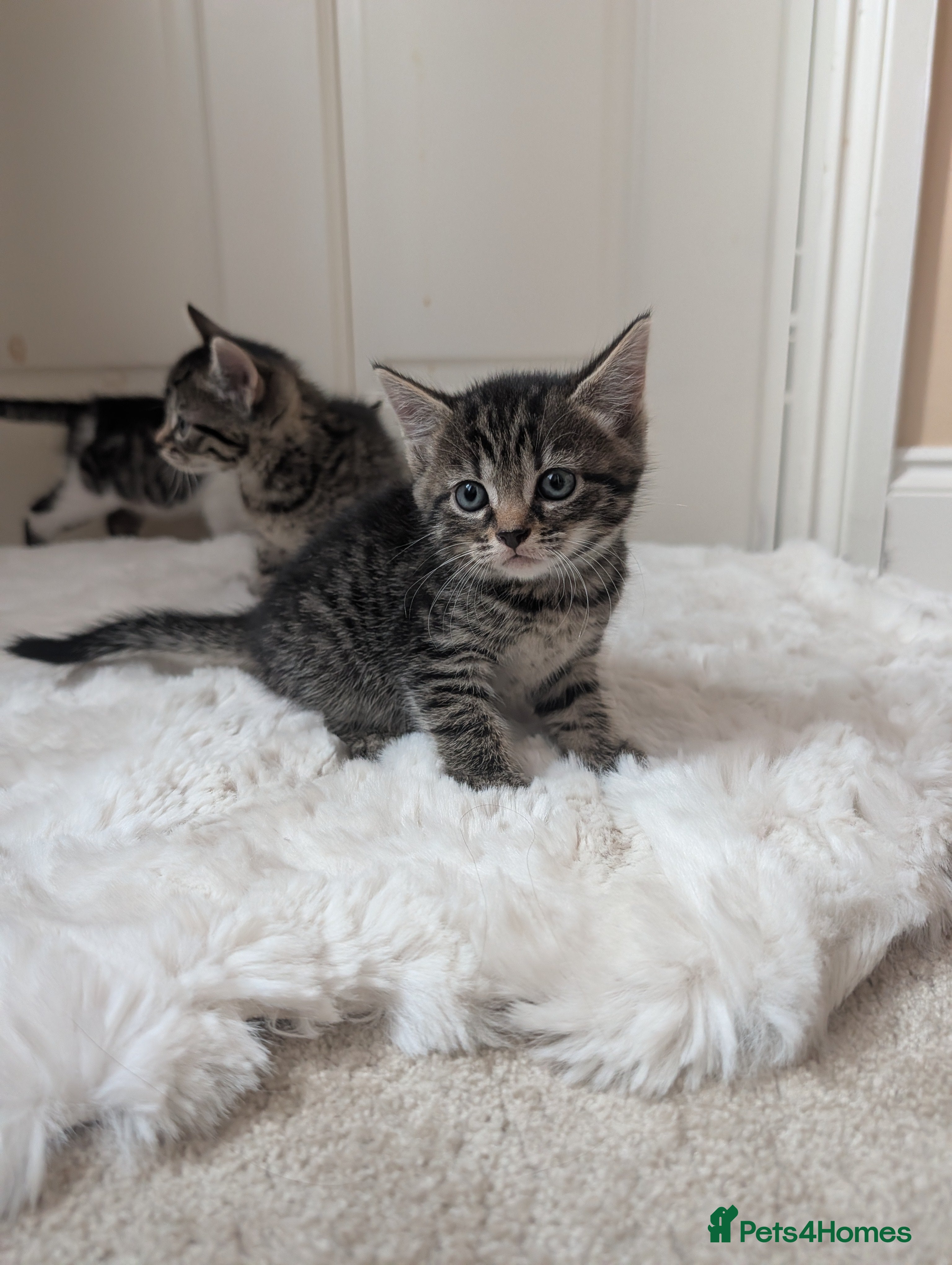 Mixed Breed cats Kittens Looking for Loving Homes  - Advert 16