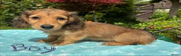 Miniature Dachshund dogs for sale: GORGEOUS KC reg PRA CLEAR MINI DACHSHUND PUPPIES - Advert 3