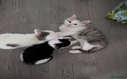Persian cats for sale: Persian mix cross  - Image 10
