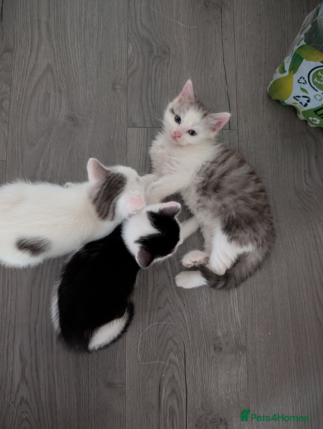 Persian cats for sale: Persian mix cross  - Image 10